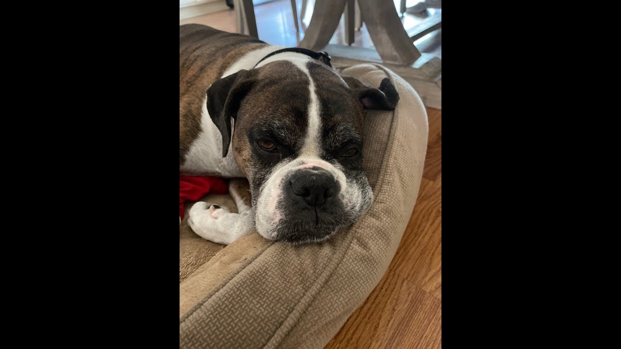 #livestream How is Millie my boxer dog after her recent surgery ? 🐶 Have you ever had a pet? 🐈🐕❤ #livestream How is Millie my boxer dog after her recent surgery ? 🐶 Have you ever had a pet? 🐈🐕❤